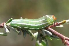 Amphipyra effusa