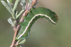 Amphipyra effusa
