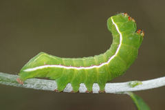 Amphipyra effusa