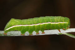 Amphipyra effusa