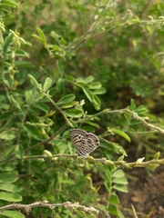 Leptotes plinius plinius