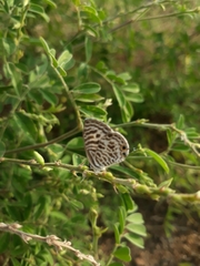 Leptotes plinius plinius