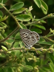 Leptotes plinius plinius