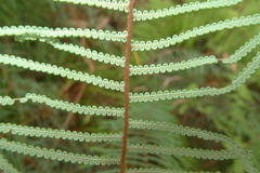 Gleichenia dicarpa