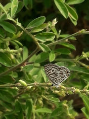 Leptotes plinius plinius
