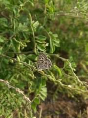 Leptotes plinius plinius