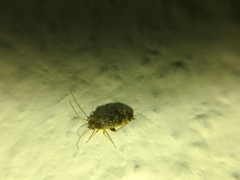 Polymerus