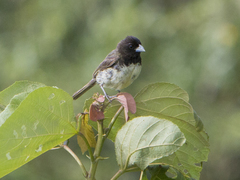 Sporophila nigricollis