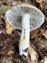 Stropharia subcaperata