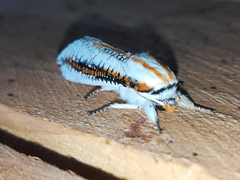 Azygophleps scalaris