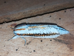 Azygophleps scalaris