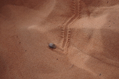Hyalomma dromedarii