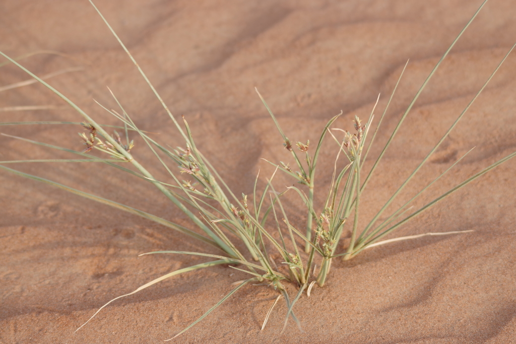 Cyperus aucheri