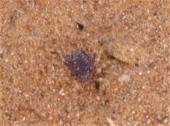 Hyalomma dromedarii