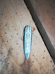 Azygophleps scalaris