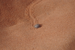 Hyalomma dromedarii