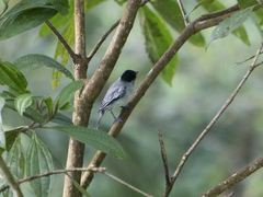 Pachyramphus rufus