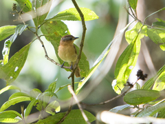 Pachyramphus castaneus