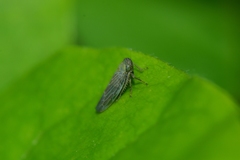 Limotettix incertus