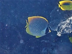 Chaetodon adiergastos