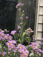 Senecio glastifolius