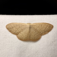 Idaea uniformis