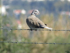 Streptopelia decaocto
