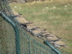 Streptopelia decaocto