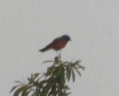 Passerina ciris ciris