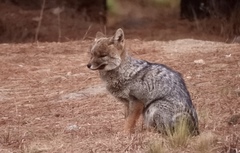 Lycalopex