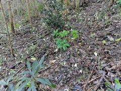 Galanthus reginae-olgae