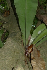 Asplenium australasicum