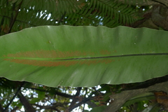 Asplenium australasicum