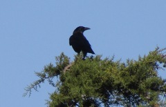 Corvus corone