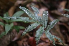 Adiantum terminatum