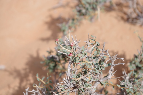 Euphorbia riebeckii
