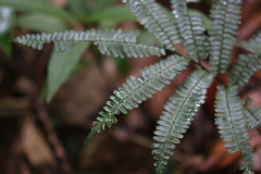 Adiantum terminatum