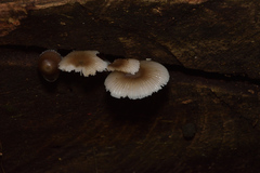 Mycena margarita