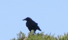 Corvus corone