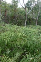 Dicranopteris linearis