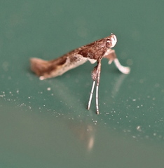 Caloptilia hemidactylella