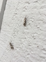 Cisthene liberomacula