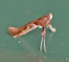 Caloptilia hemidactylella