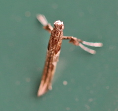 Caloptilia hemidactylella