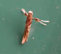 Caloptilia hemidactylella