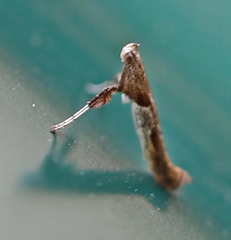 Caloptilia hemidactylella