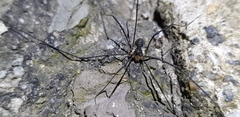 Oligolophus tienmushanensis