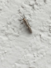 Cisthene liberomacula