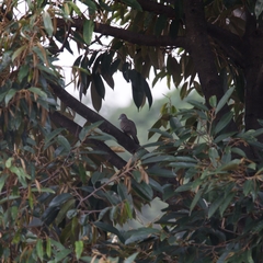 Geopelia striata