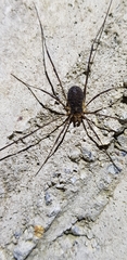 Oligolophus tienmushanensis